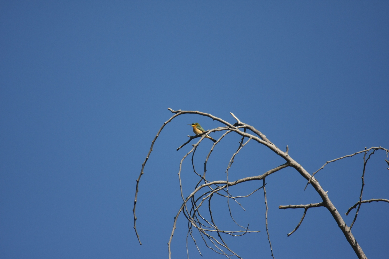 [33151] 2016_07_04_08_34_40_Africa_Canon_EOS_40D_IMG__13501.jpg