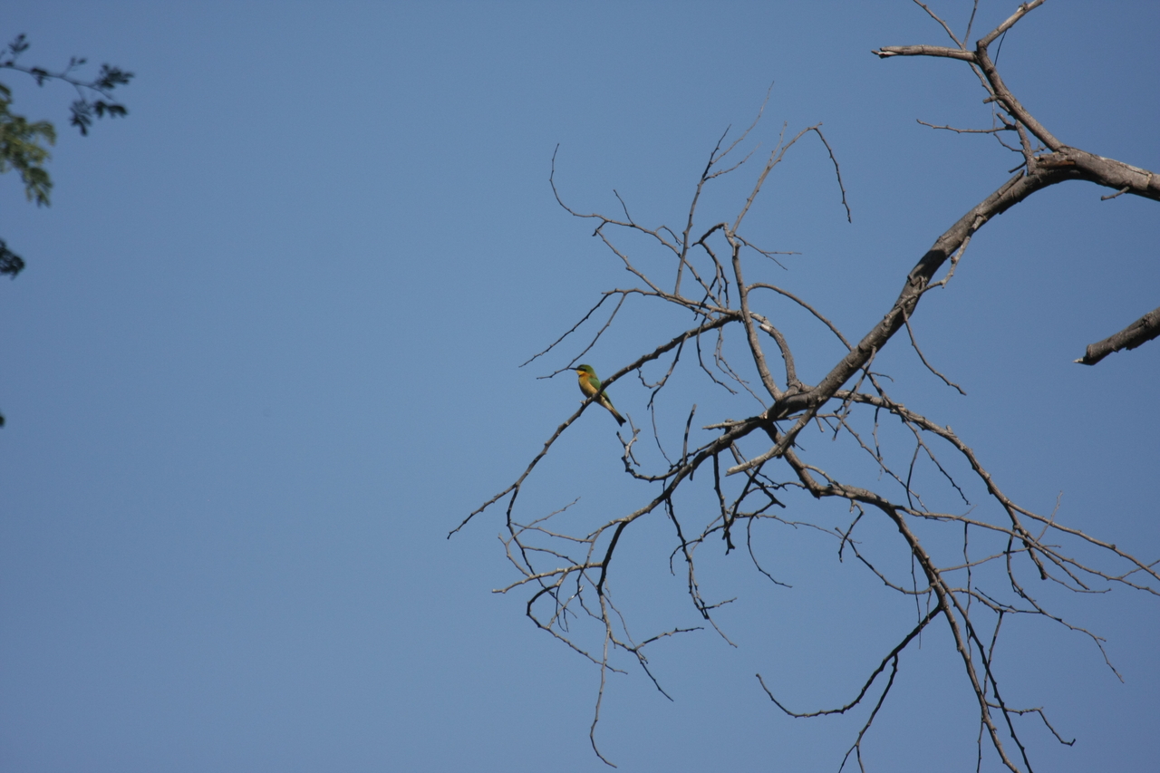 [33161] 2016_07_04_08_35_56_Africa_Canon_EOS_40D_IMG__13505.jpg