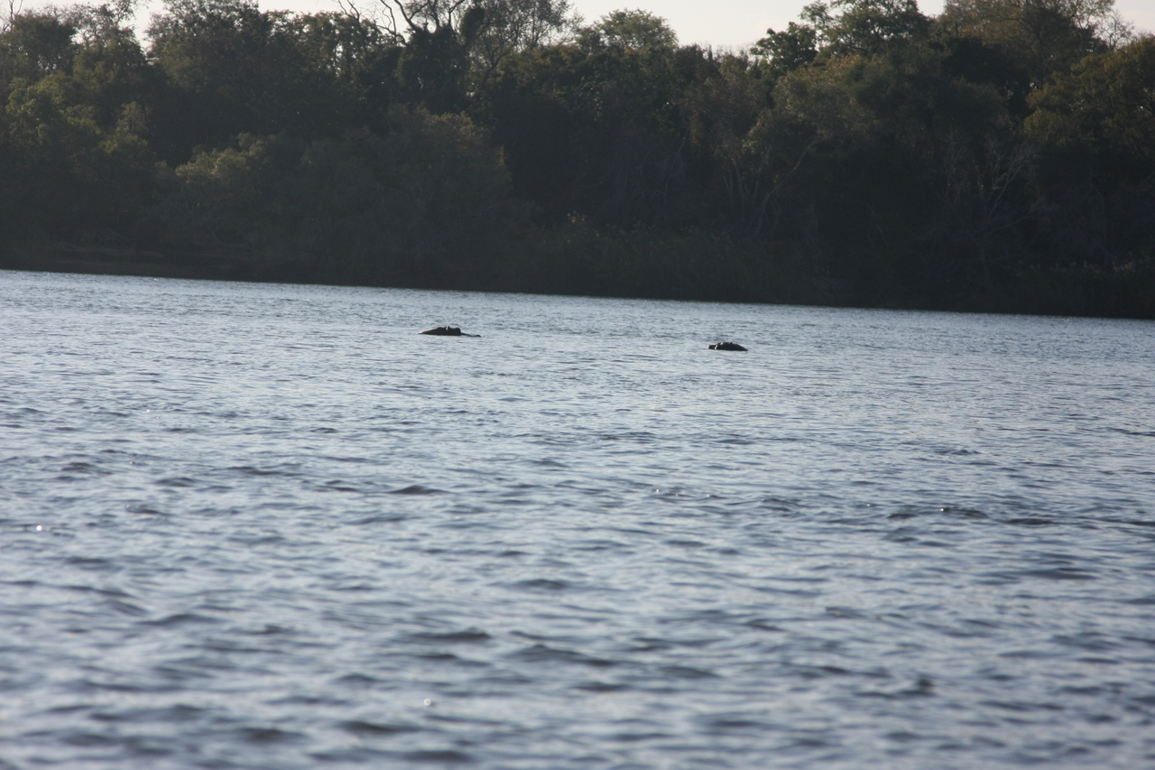 [33347] 2016_07_04_10_30_25_Africa_Canon_EOS_40D_IMG__13128.jpg