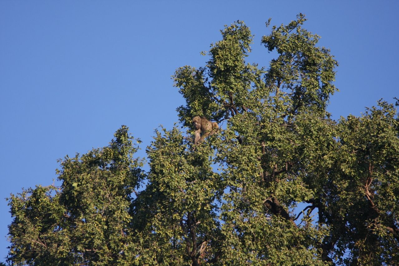 [33398] 2016_07_04_11_14_18_Africa_Canon_EOS_40D_IMG__05701.jpg