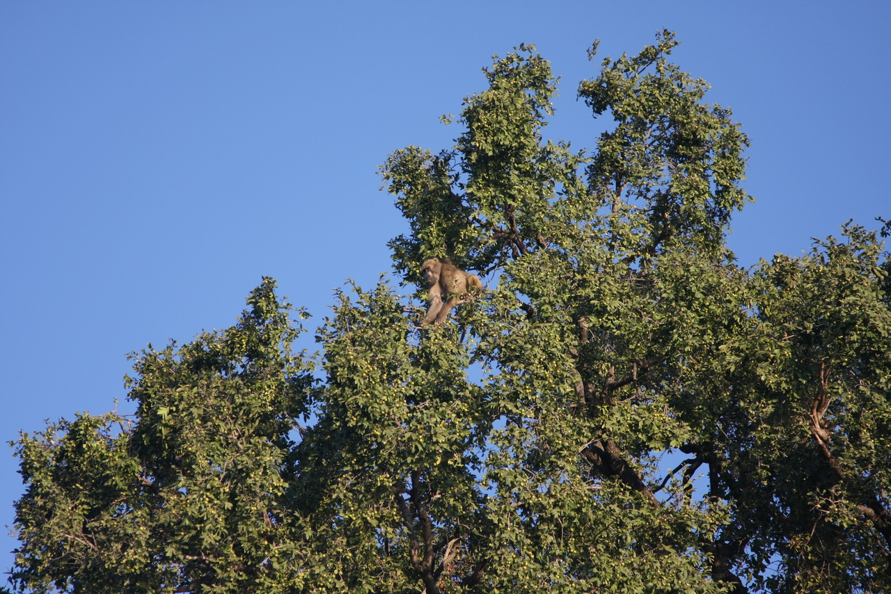 [33402] 2016_07_04_11_14_18_Africa_Canon_EOS_40D_IMG__13149.jpg
