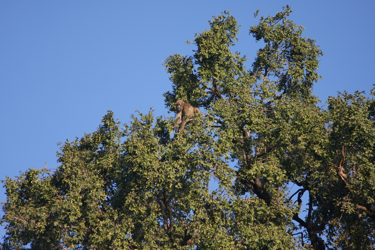 [33408] 2016_07_04_11_14_22_Africa_Canon_EOS_40D_IMG__00072.jpg