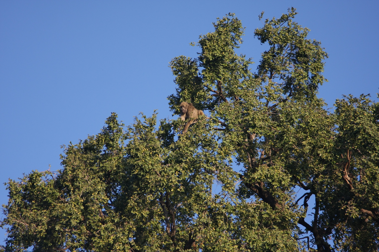 [33409] 2016_07_04_11_14_22_Africa_Canon_EOS_40D_IMG__00073.jpg