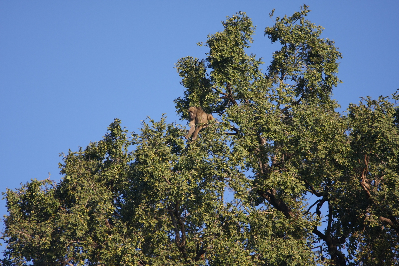 [33413] 2016_07_04_11_14_22_Africa_Canon_EOS_40D_IMG__13153.jpg