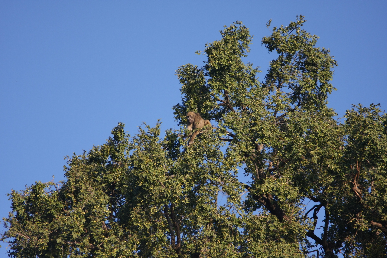 [33416] 2016_07_04_11_14_23_Africa_Canon_EOS_40D_IMG__00074.jpg