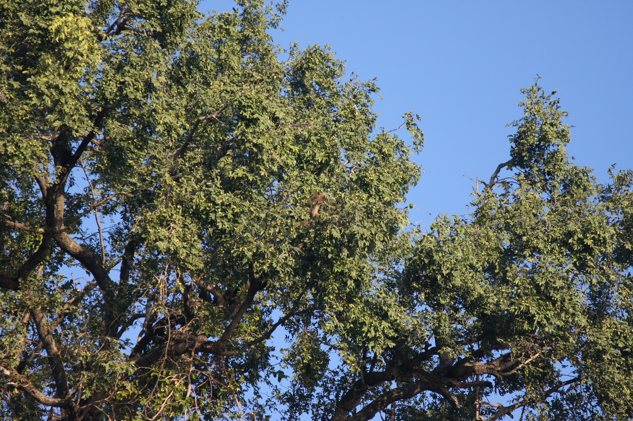 [33437] 2016_07_04_11_14_39_Africa_Canon_EOS_40D_IMG__05717.jpg