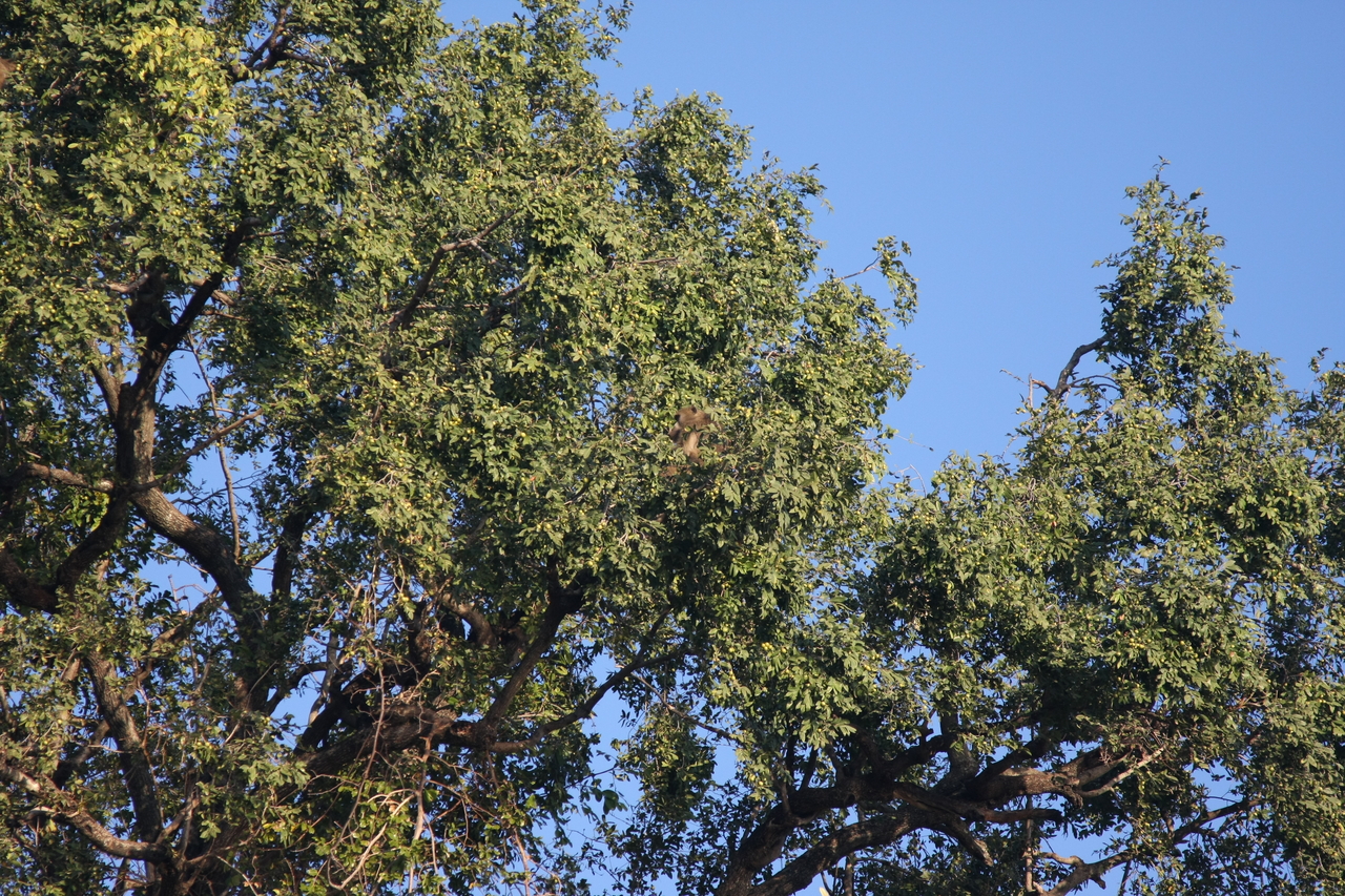 [33438] 2016_07_04_11_14_39_Africa_Canon_EOS_40D_IMG__13163.jpg