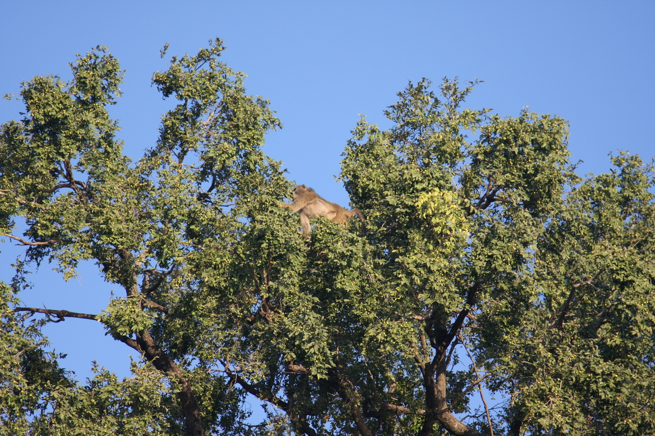 [33443] 2016_07_04_11_14_43_Africa_Canon_EOS_40D_IMG__05718.jpg