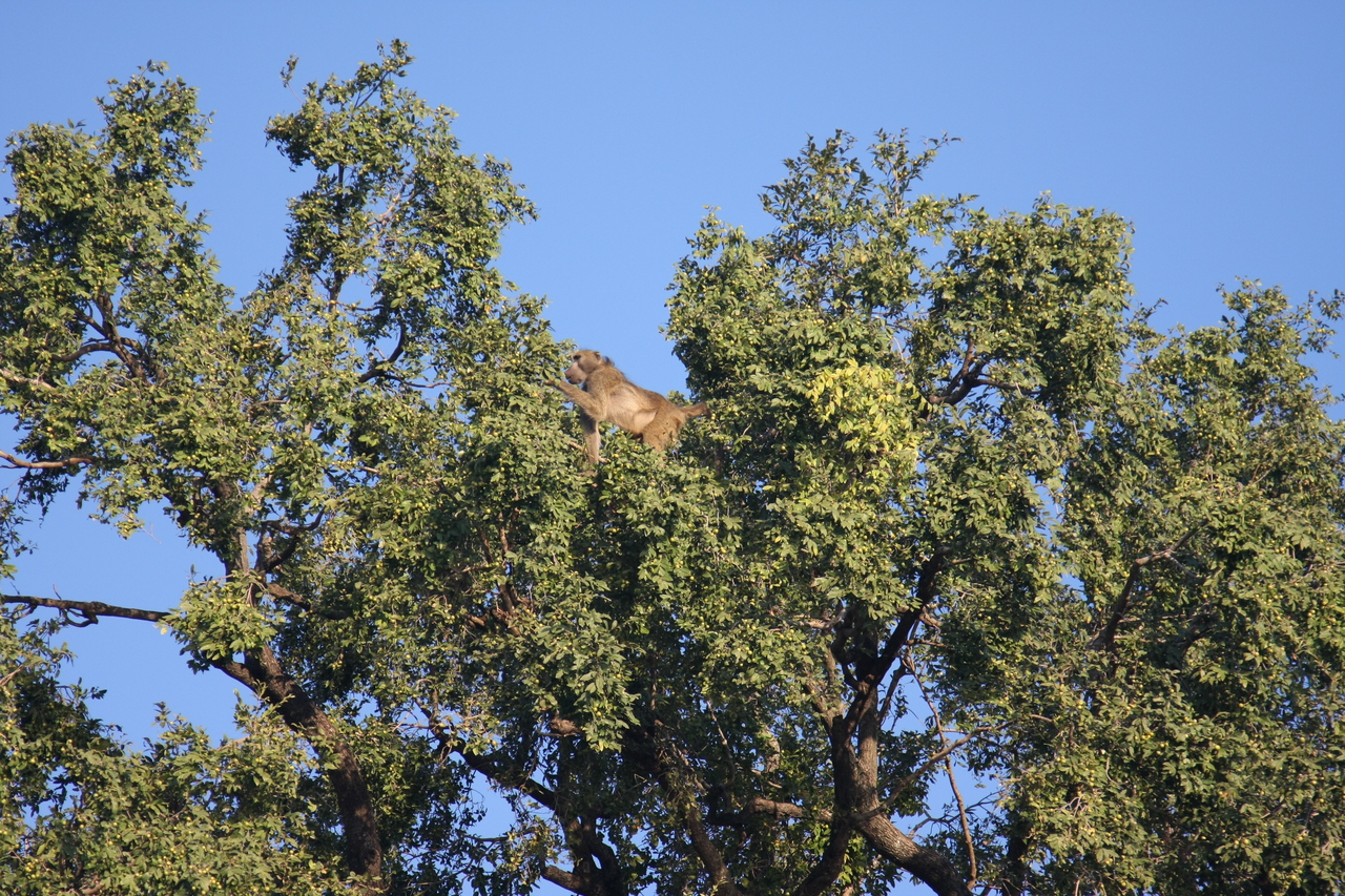 [33451] 2016_07_04_11_14_44_Africa_Canon_EOS_40D_IMG__00088.jpg