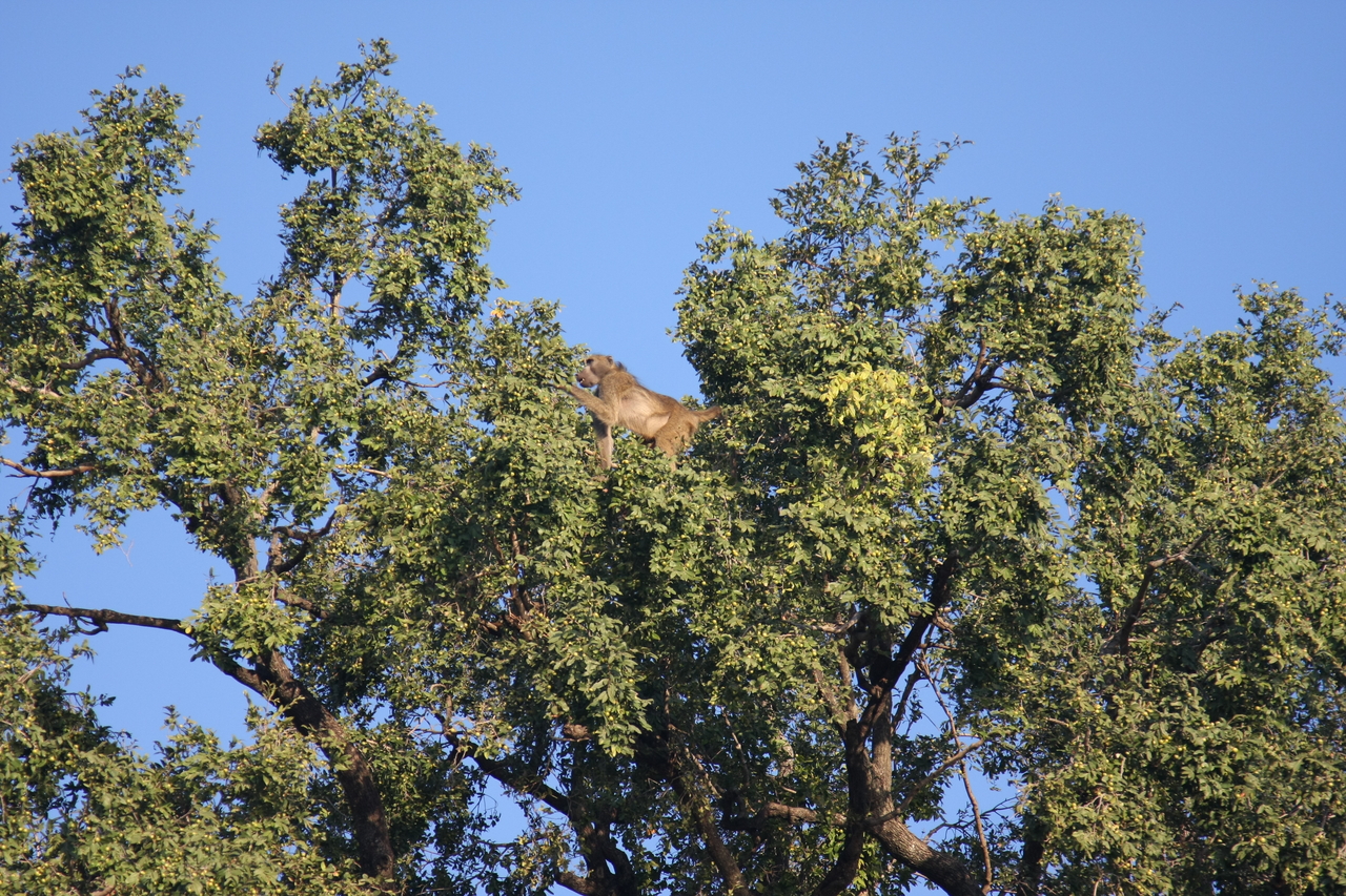 [33456] 2016_07_04_11_14_44_Africa_Canon_EOS_40D_IMG__13169.jpg