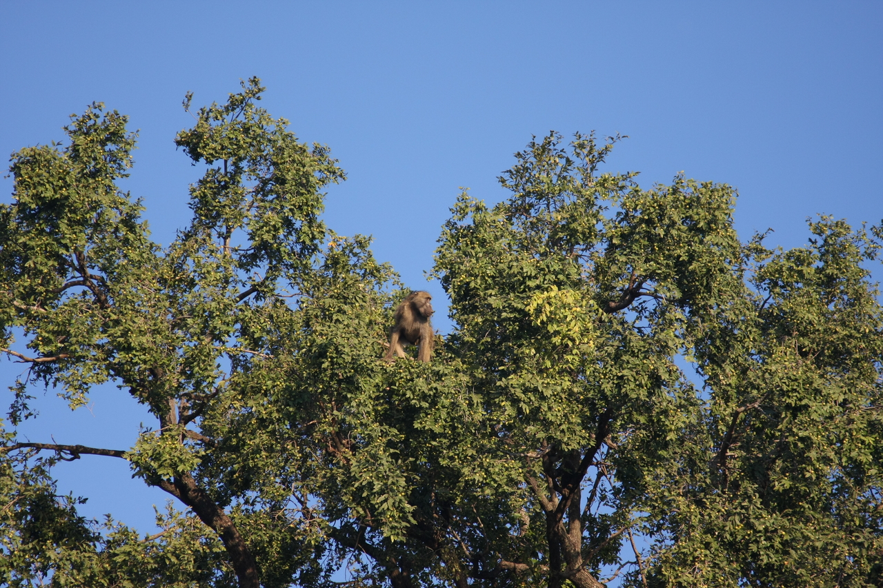 [33460] 2016_07_04_11_14_51_Africa_Canon_EOS_40D_IMG__00092.jpg