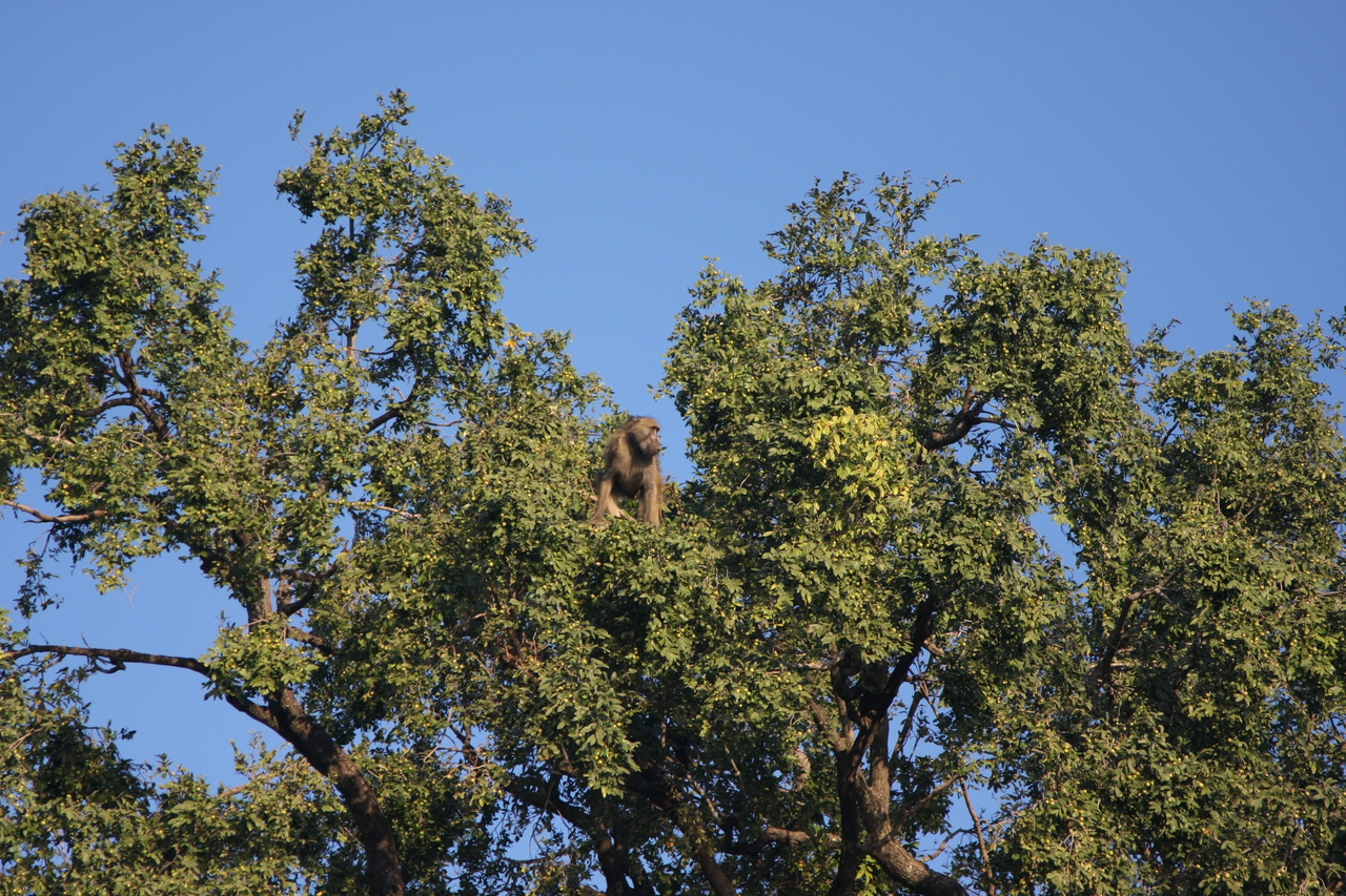 [33462] 2016_07_04_11_14_51_Africa_Canon_EOS_40D_IMG__05725.jpg