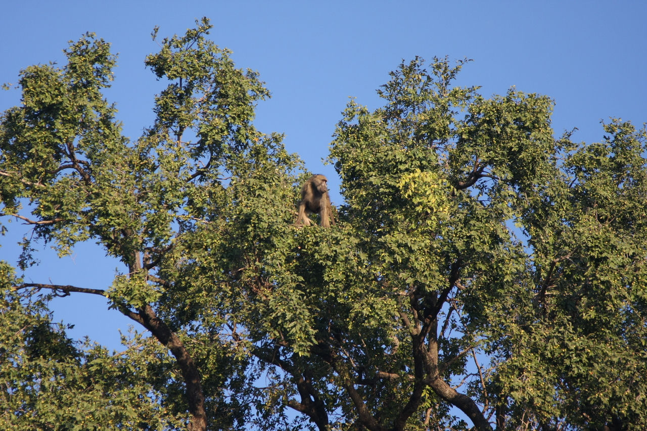 [33464] 2016_07_04_11_14_51_Africa_Canon_EOS_40D_IMG__13171.jpg