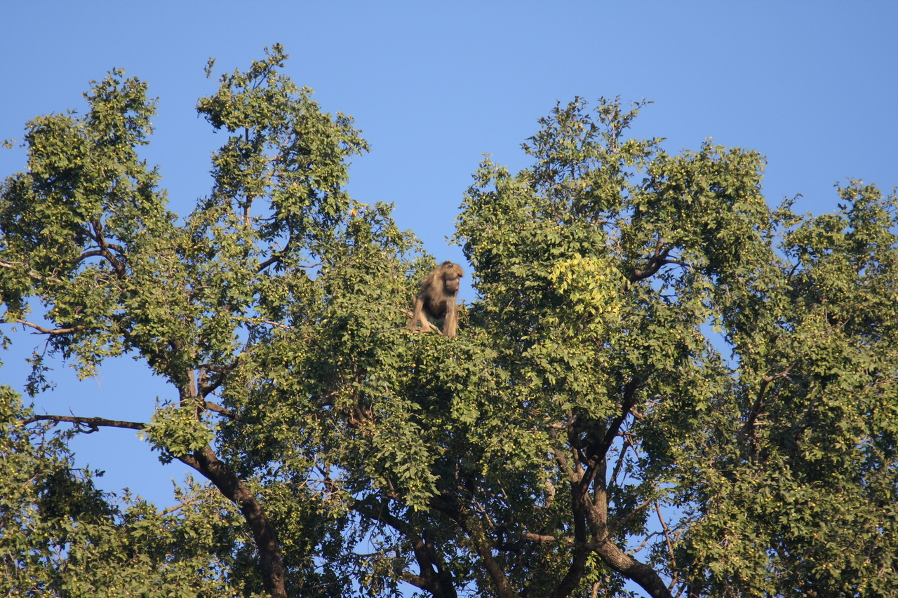 [33468] 2016_07_04_11_14_52_Africa_Canon_EOS_40D_IMG__00094.jpg