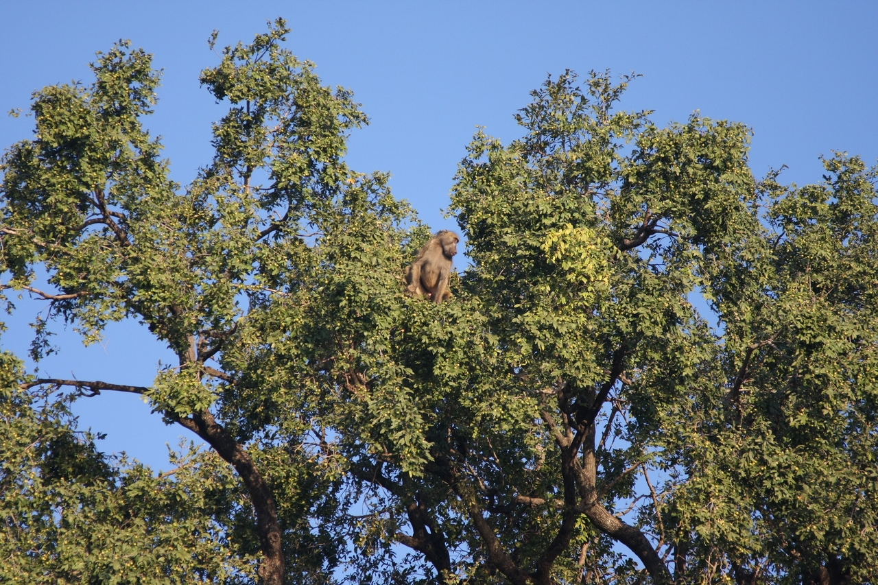 [33469] 2016_07_04_11_14_52_Africa_Canon_EOS_40D_IMG__00095.jpg