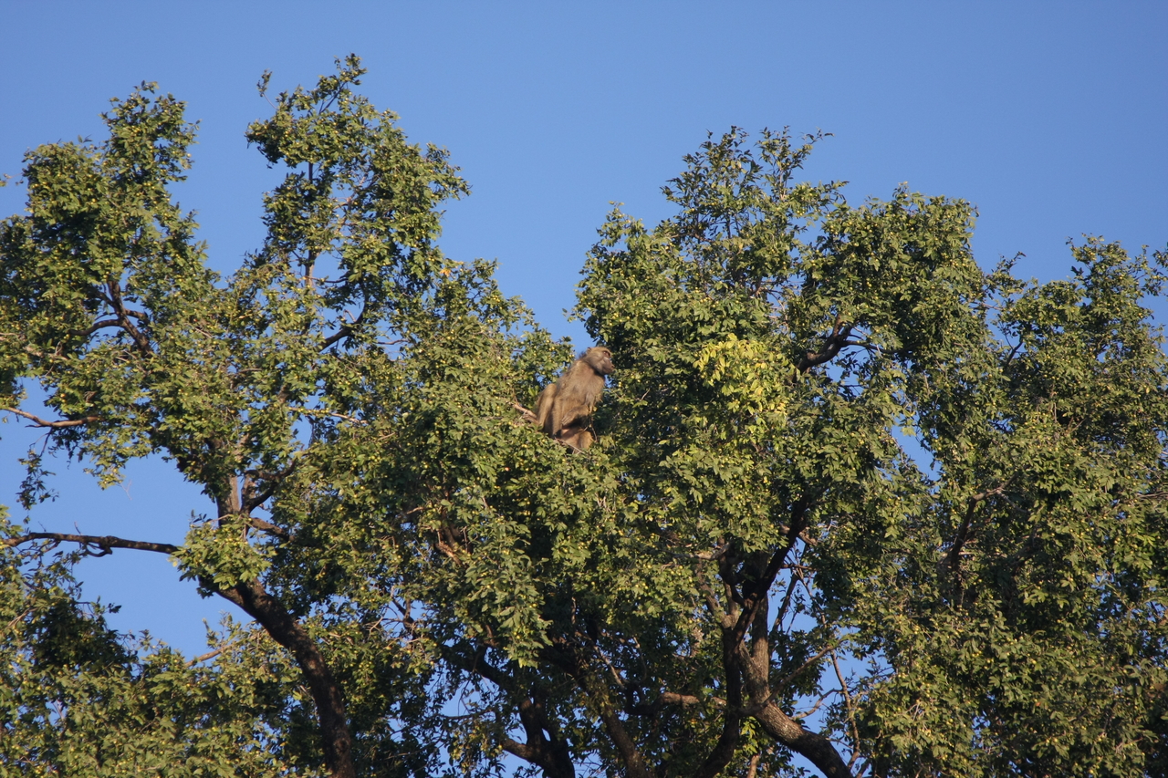 [33483] 2016_07_04_11_14_53_Africa_Canon_EOS_40D_IMG__13179.jpg