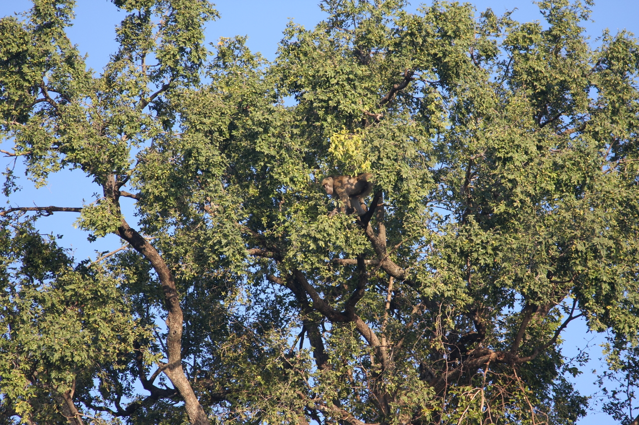 [33496] 2016_07_04_11_15_12_Africa_Canon_EOS_40D_IMG__00105.jpg