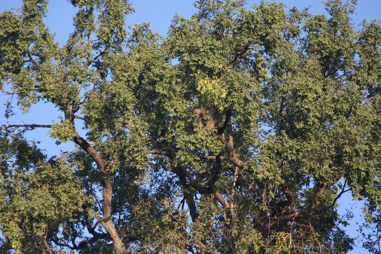 [33506] 2016_07_04_11_15_13_Africa_Canon_EOS_40D_IMG__05741.jpg