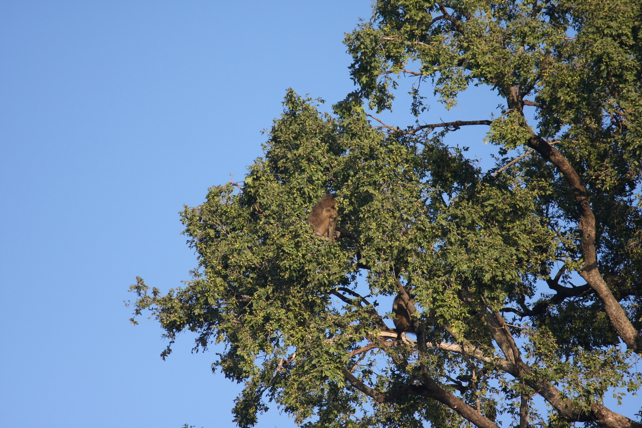 [33525] 2016_07_04_11_15_30_Africa_Canon_EOS_40D_IMG__13194.jpg