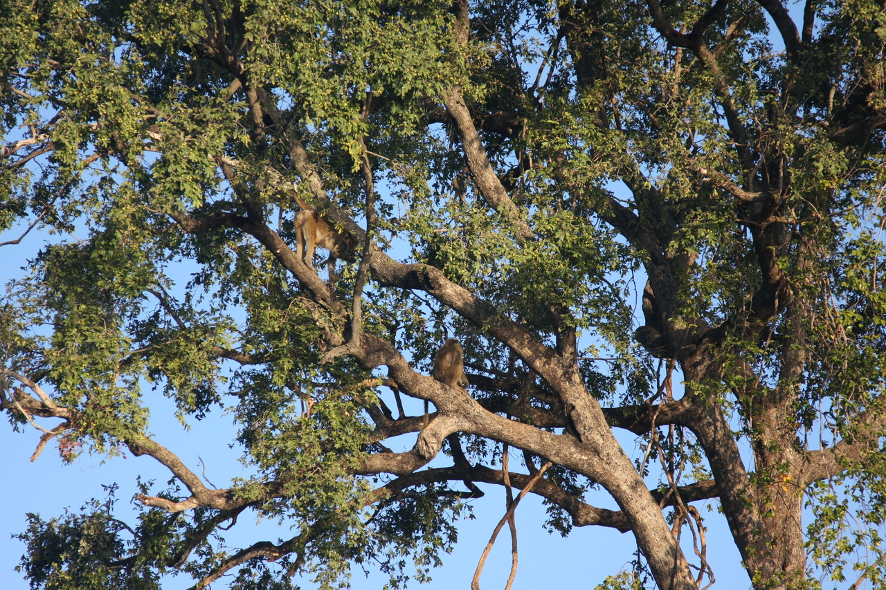 [33539] 2016_07_04_11_15_57_Africa_Canon_EOS_40D_IMG__05754.jpg