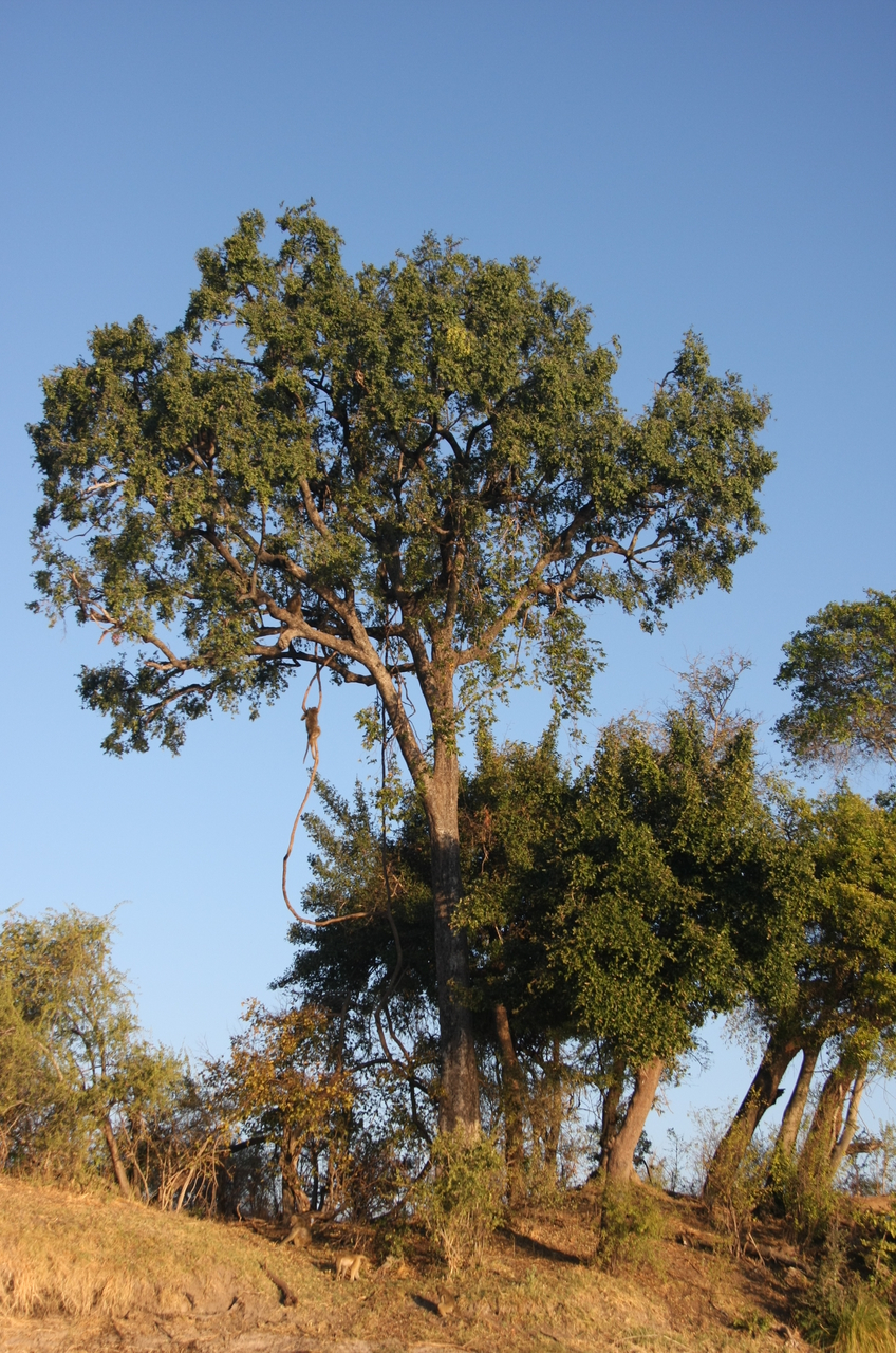 [33549] 2016_07_04_11_16_08_Africa_Canon_EOS_40D_IMG__13204.jpg