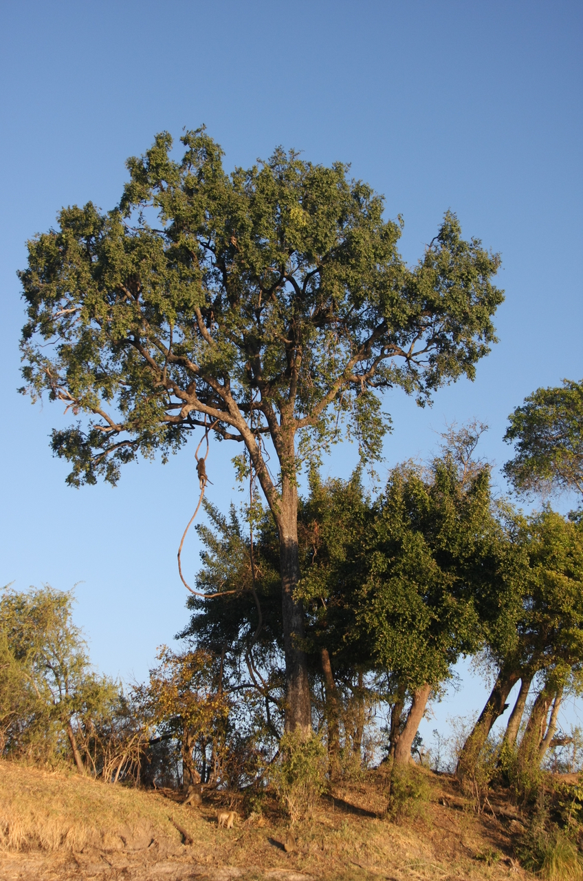 [33550] 2016_07_04_11_16_08_Africa_Canon_EOS_40D_IMG__13205.jpg