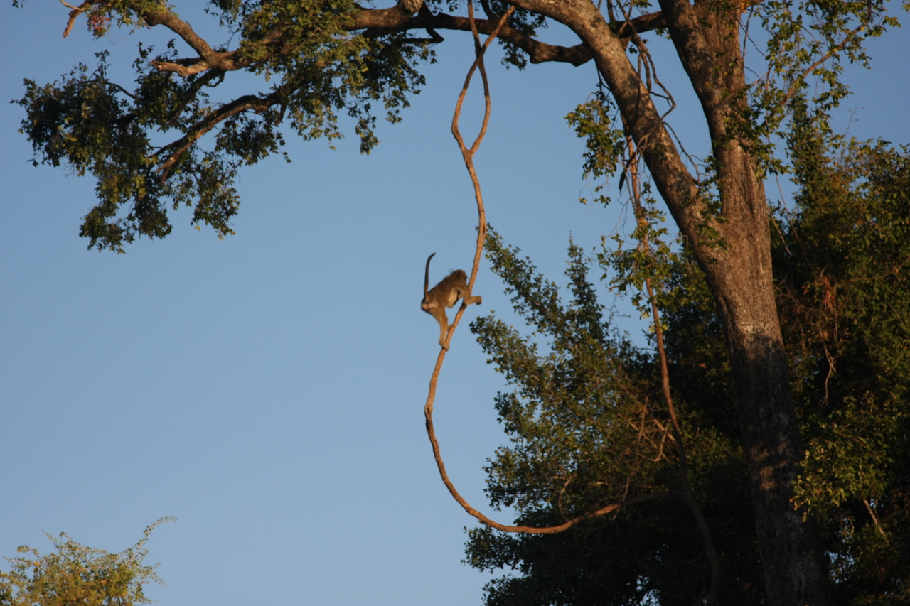 [33553] 2016_07_04_11_16_12_Africa_Canon_EOS_40D_IMG__05759.jpg
