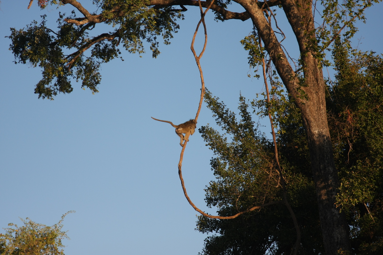 [33557] 2016_07_04_11_16_13_Africa_Canon_EOS_40D_IMG__00127.jpg