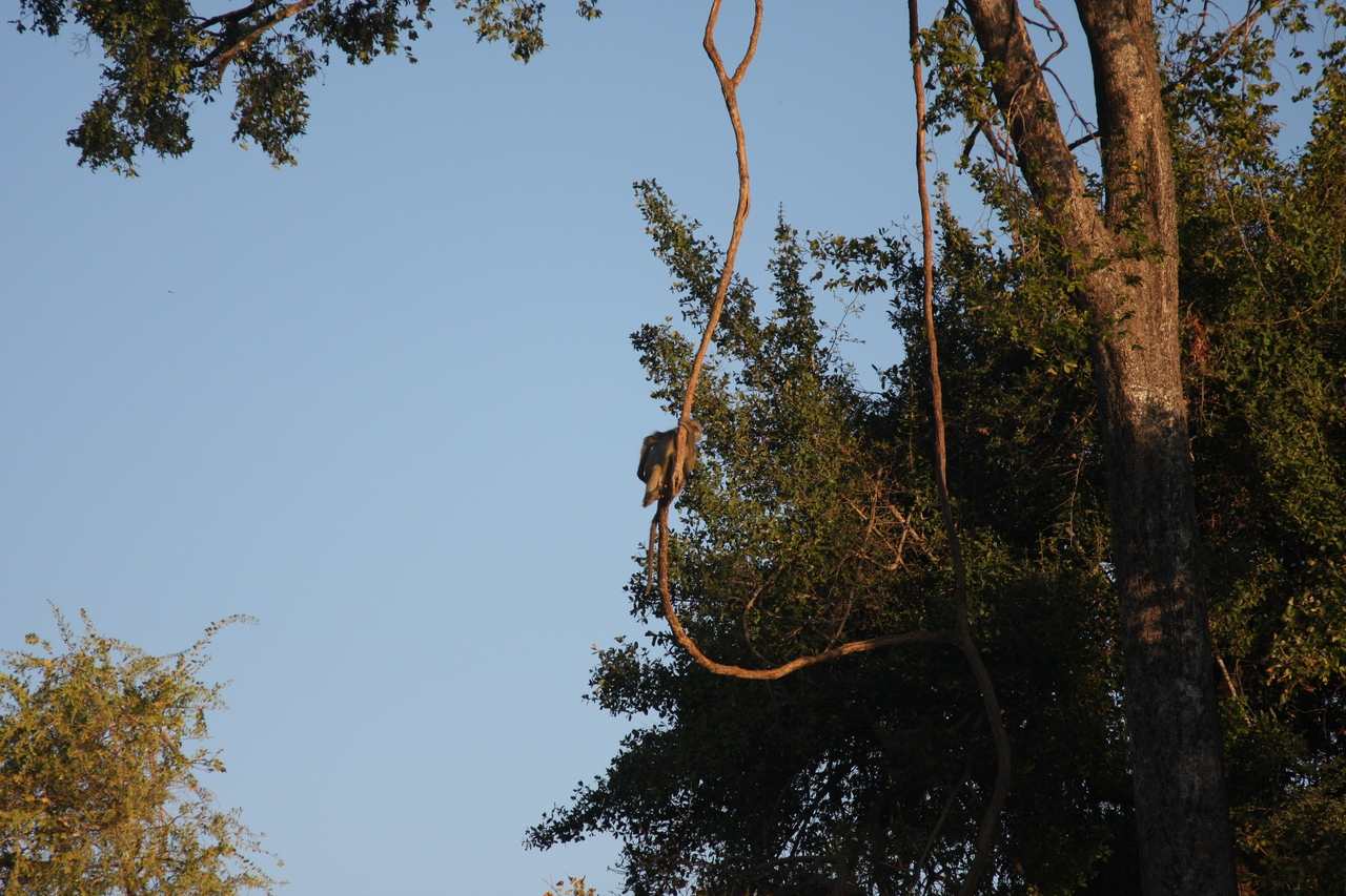 [33629] 2016_07_04_11_16_38_Africa_Canon_EOS_40D_IMG__13233.jpg