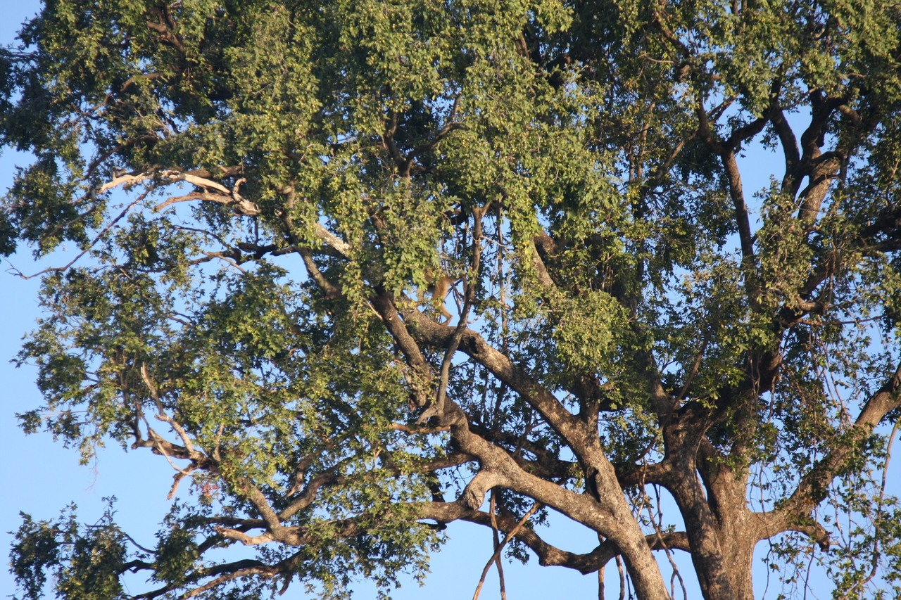 [33665] 2016_07_04_11_16_48_Africa_Canon_EOS_40D_IMG__00166.jpg