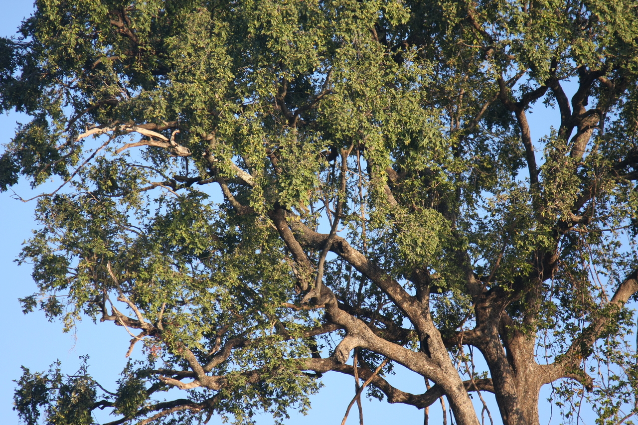 [33668] 2016_07_04_11_16_48_Africa_Canon_EOS_40D_IMG__05802.jpg