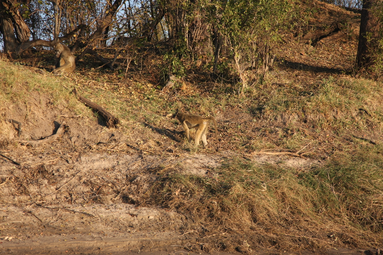 [33684] 2016_07_04_11_17_16_Africa_Canon_EOS_40D_IMG__13254.jpg