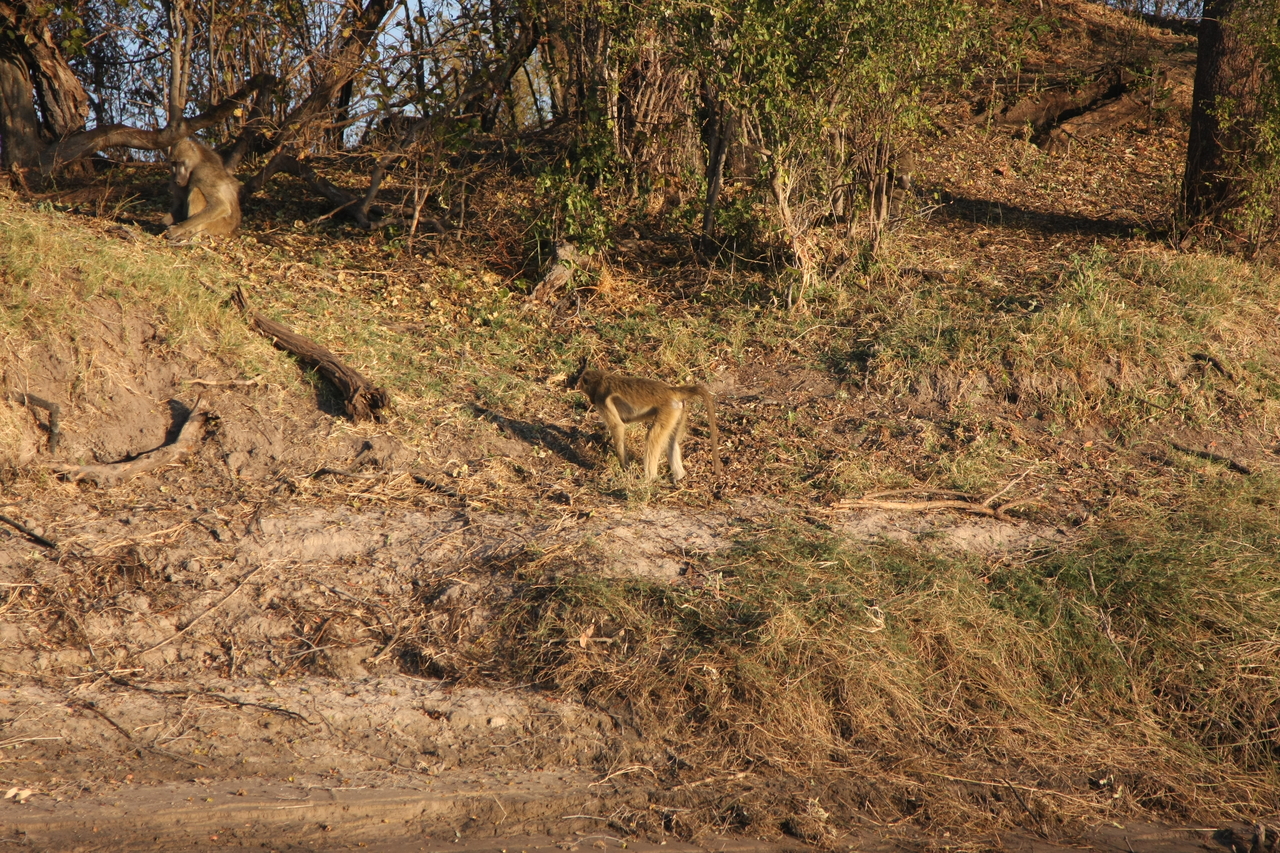 [33685] 2016_07_04_11_17_16_Africa_Canon_EOS_40D_IMG__13255.jpg