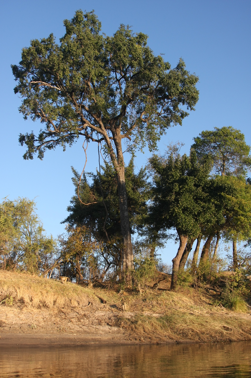 [33697] 2016_07_04_11_17_28_Africa_Canon_EOS_40D_IMG__05813.jpg