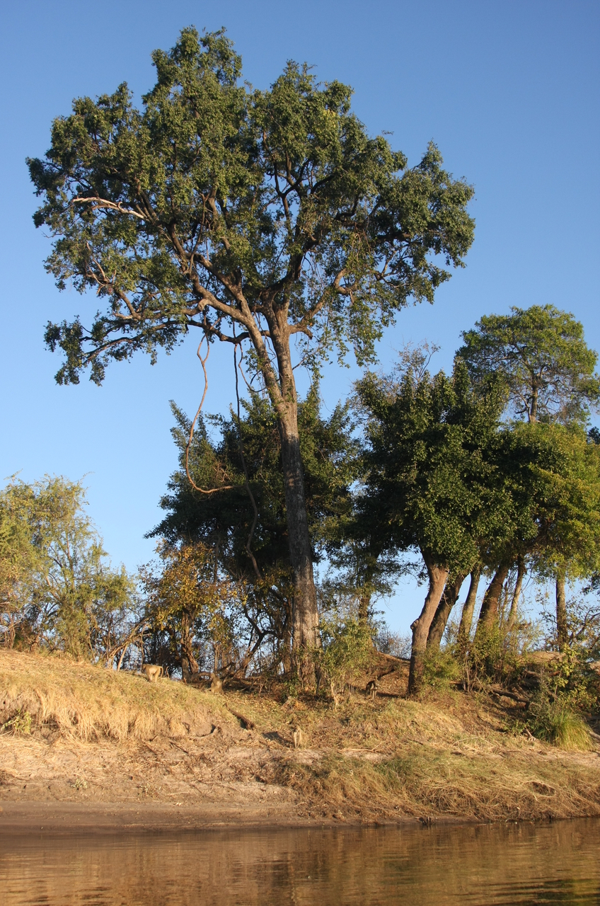 [33699] 2016_07_04_11_17_28_Africa_Canon_EOS_40D_IMG__13259.jpg