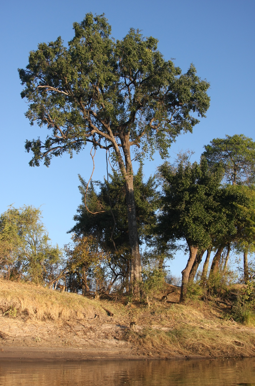 [33705] 2016_07_04_11_17_31_Africa_Canon_EOS_40D_IMG__13261.jpg