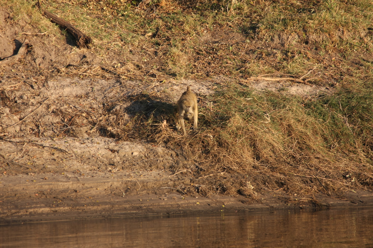 [33707] 2016_07_04_11_17_40_Africa_Canon_EOS_40D_IMG__00182.jpg