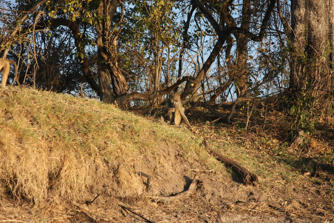 [33718] 2016_07_04_11_18_04_Africa_Canon_EOS_40D_IMG__13267.jpg