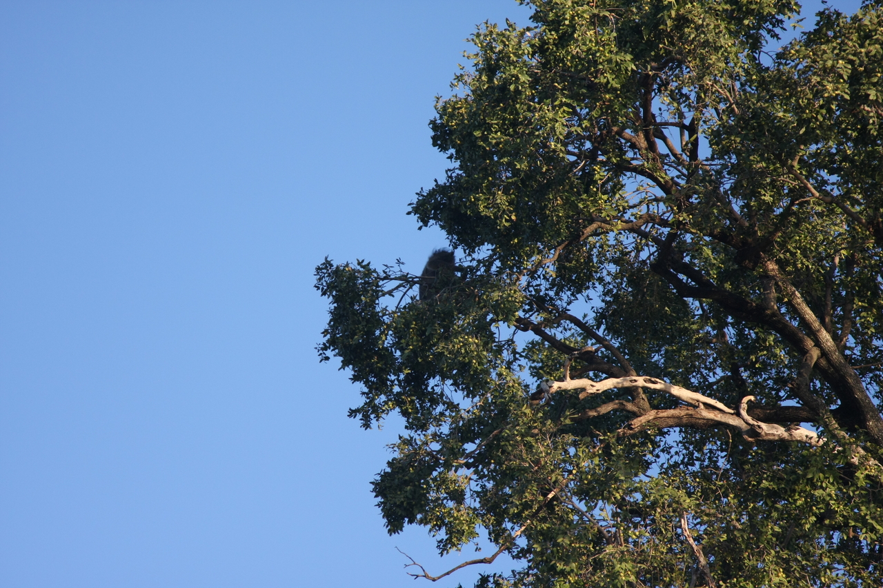 [33722] 2016_07_04_11_18_19_Africa_Canon_EOS_40D_IMG__05821.jpg