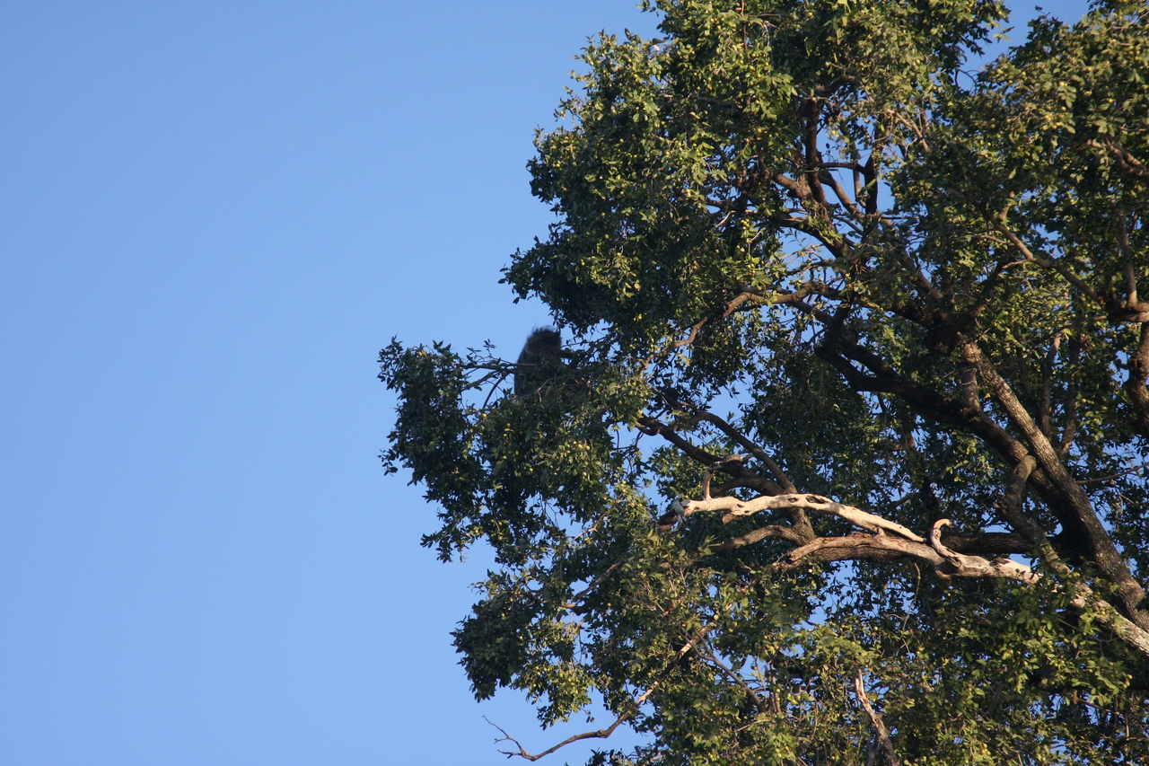 [33726] 2016_07_04_11_18_19_Africa_Canon_EOS_40D_IMG__13269.jpg