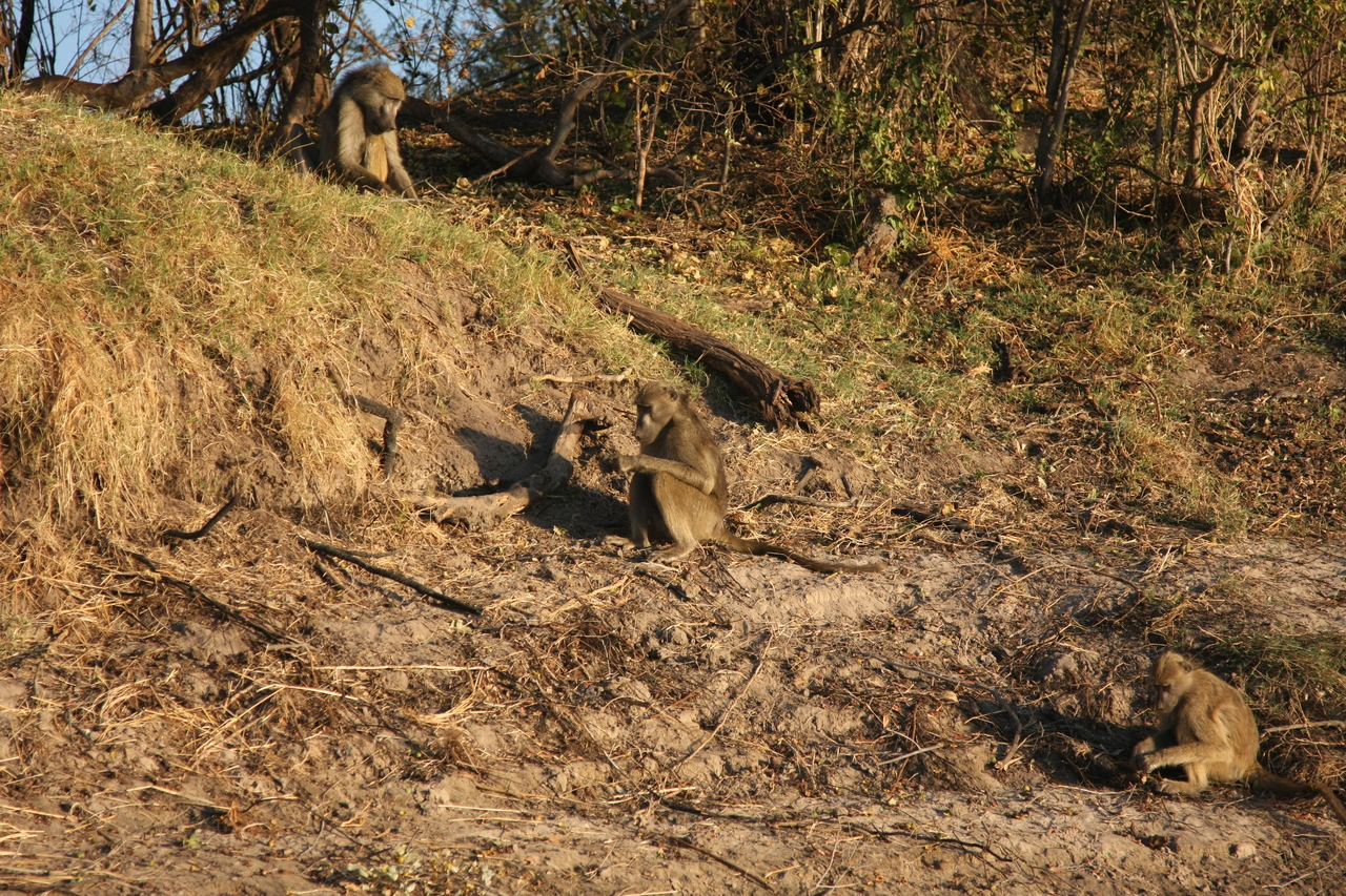 [33729] 2016_07_04_11_18_33_Africa_Canon_EOS_40D_IMG__00190.jpg