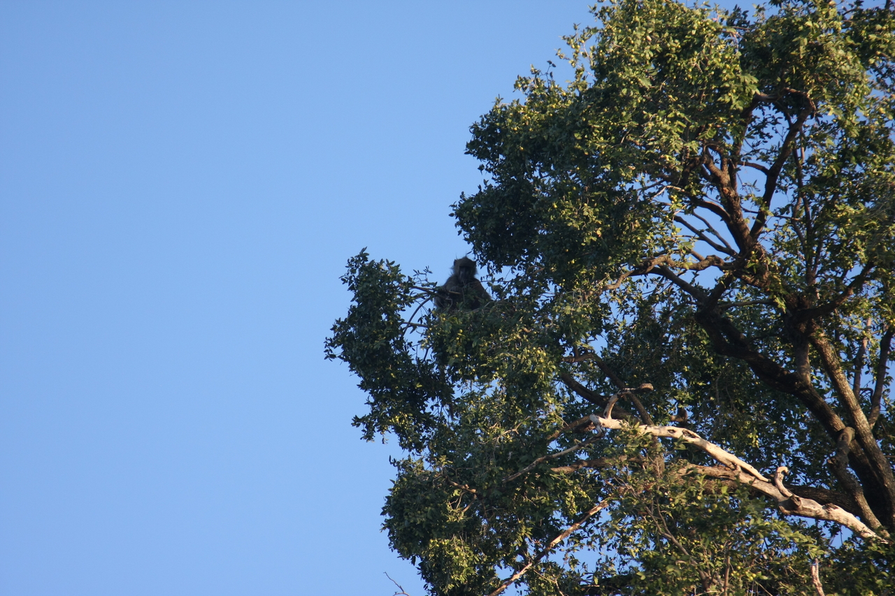 [33740] 2016_07_04_11_18_56_Africa_Canon_EOS_40D_IMG__05828.jpg