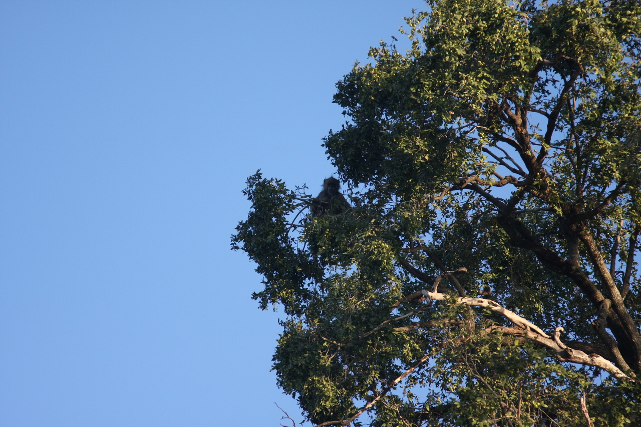 [33741] 2016_07_04_11_18_56_Africa_Canon_EOS_40D_IMG__05829.jpg