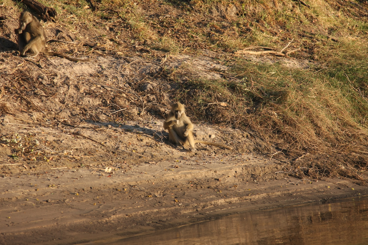 [33763] 2016_07_04_11_19_09_Africa_Canon_EOS_40D_IMG__13283.jpg