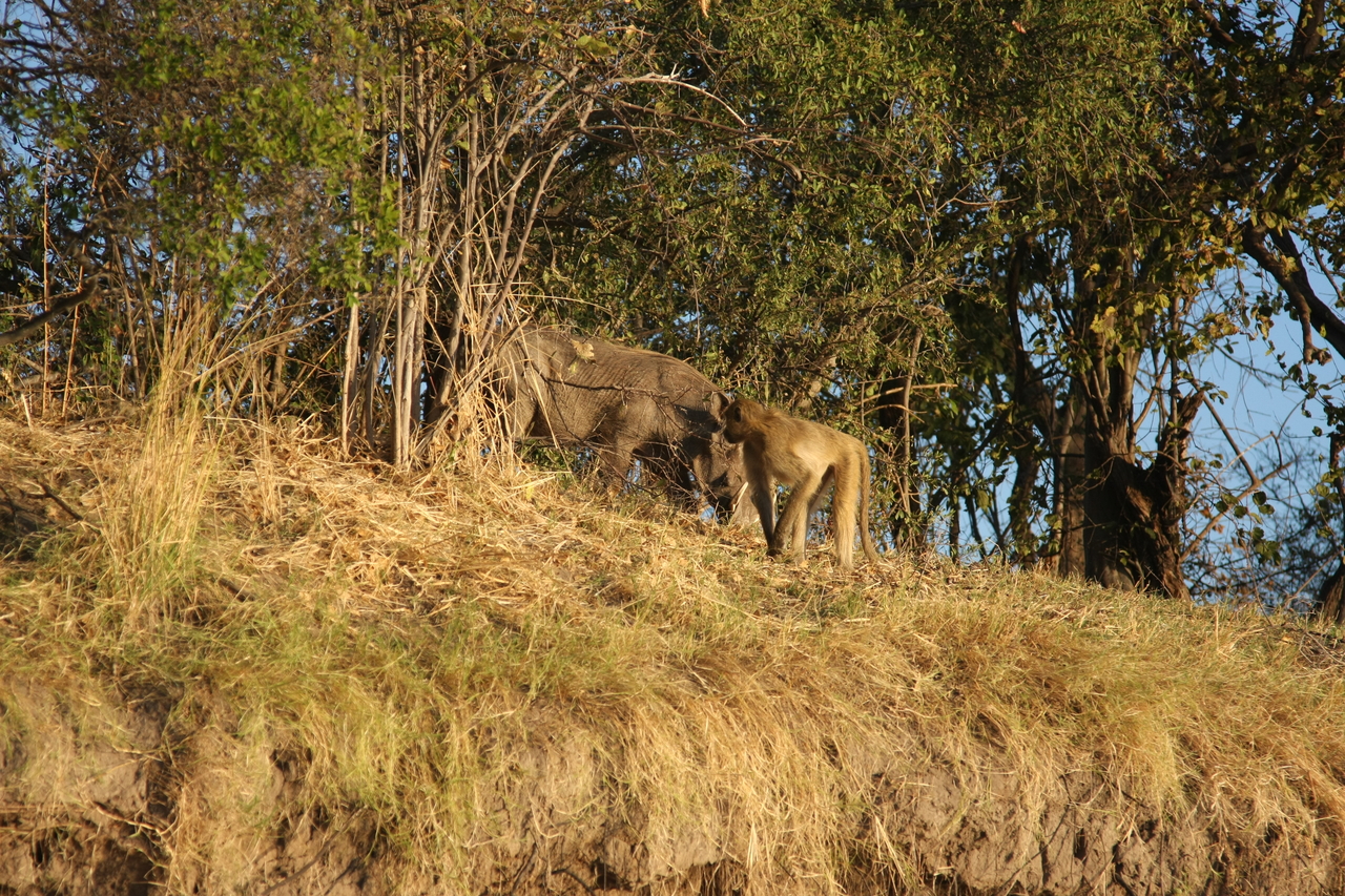 [33782] 2016_07_04_11_19_55_Africa_Canon_EOS_40D_IMG__05843.jpg