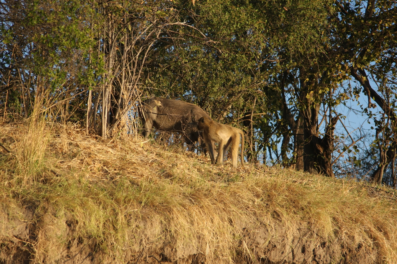 [33789] 2016_07_04_11_19_56_Africa_Canon_EOS_40D_IMG__05846.jpg