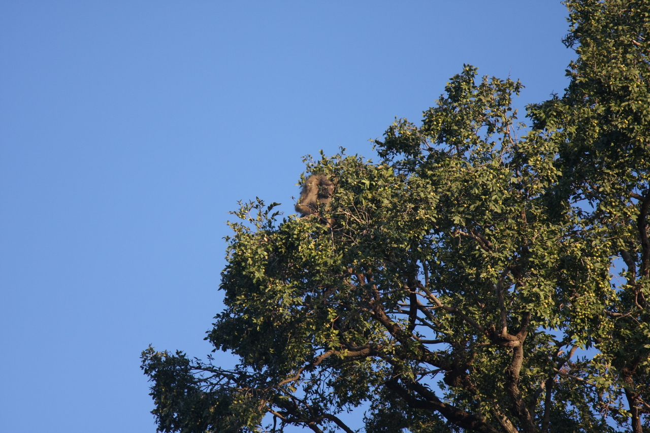 [33814] 2016_07_04_11_21_04_Africa_Canon_EOS_40D_IMG__00222.jpg