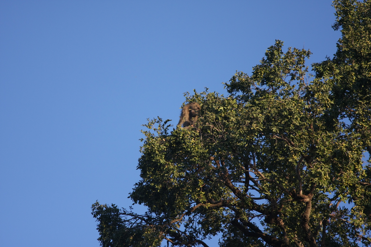 [33819] 2016_07_04_11_21_04_Africa_Canon_EOS_40D_IMG__13303.jpg