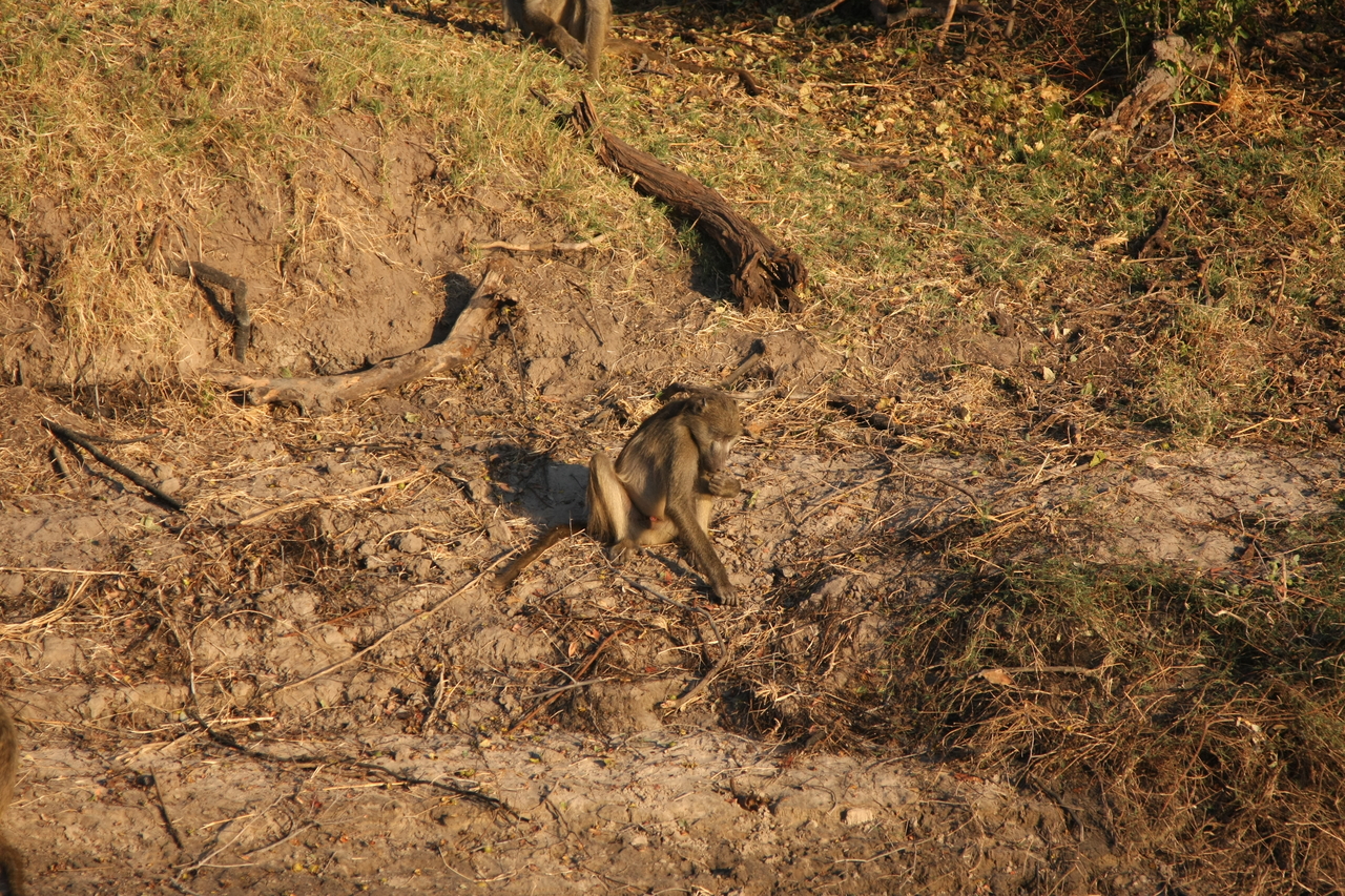 [33822] 2016_07_04_11_21_13_Africa_Canon_EOS_40D_IMG__00226.jpg