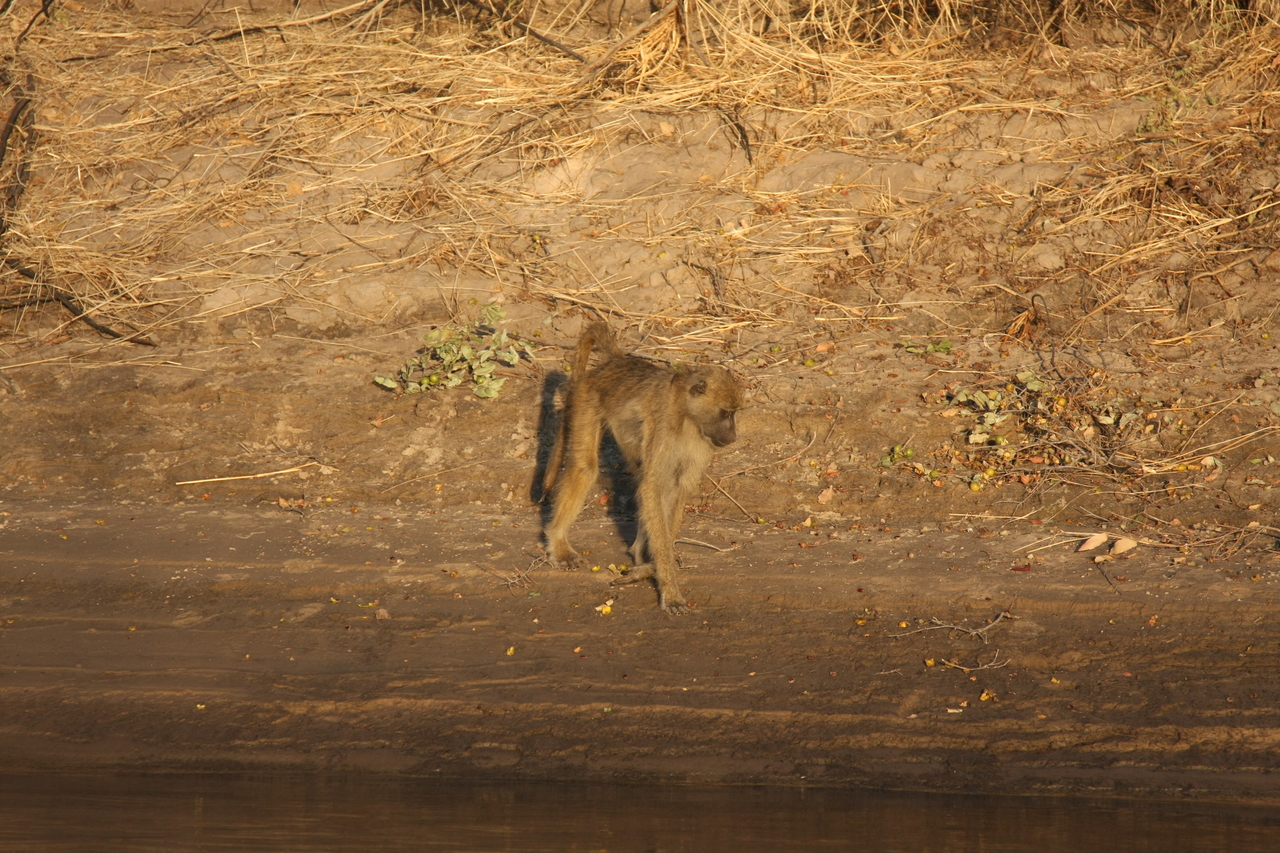 [33845] 2016_07_04_11_22_47_Africa_Canon_EOS_40D_IMG__00232.jpg